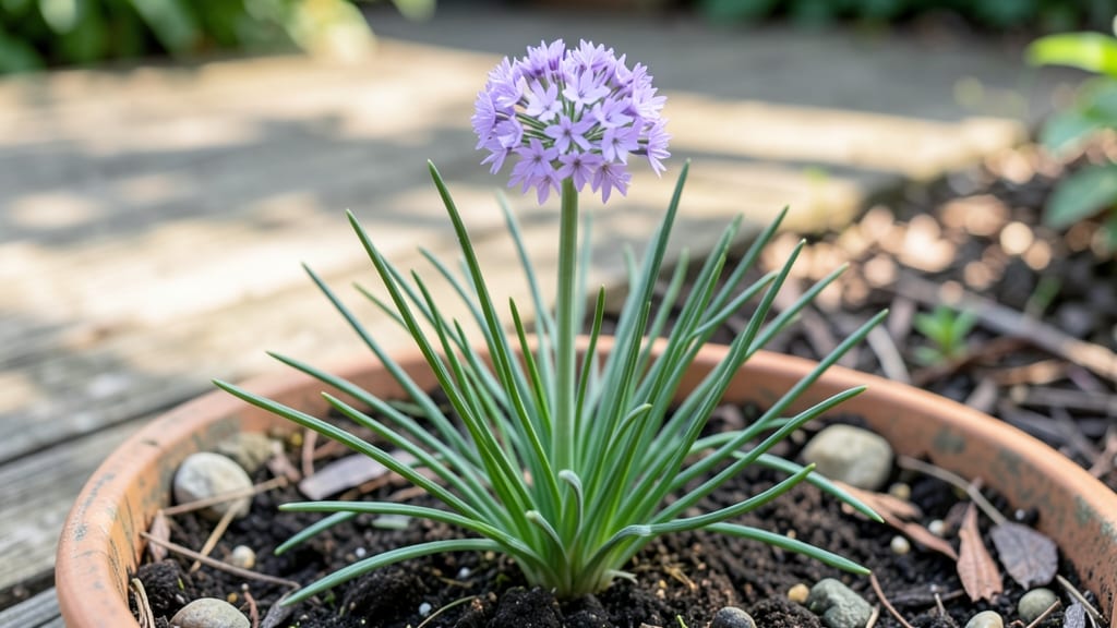 Do Chives Have Flowers: Edible Blooms You Can Harvest for Cooking